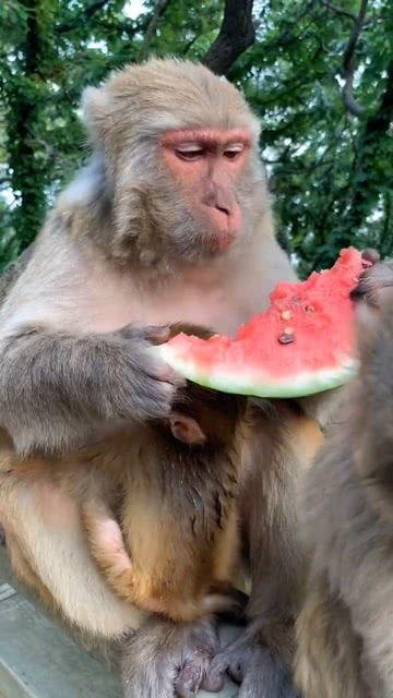 大马猴吃瓜群众