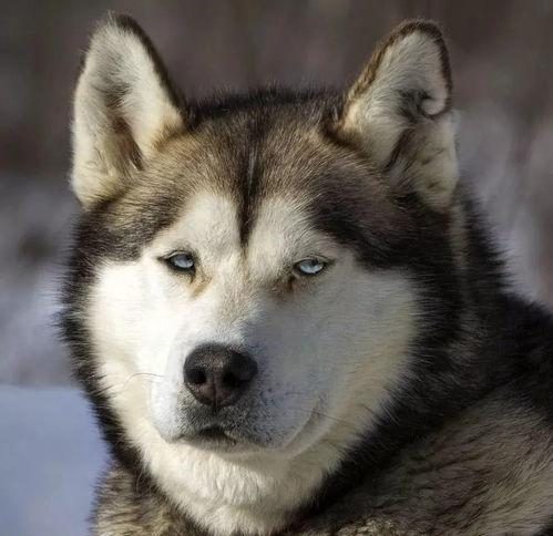 吃瓜群众黑脸做鬼脸二哈,二哈笑翻全场