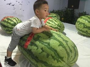 吃瓜群众试吃事件,一场舌尖上的争议