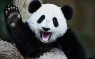 三只熊猫吃瓜群众,三只熊猫的瓜界传奇