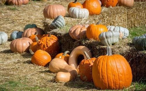 一个吃瓜群众代号是什么