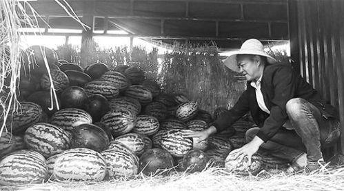 文县吃瓜群众事件始末是什么,一场网络舆论的风波与反思