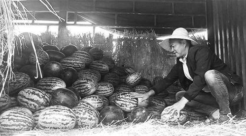 文县吃瓜群众事件视频,一场网络舆论的风暴与反思