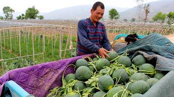 澄城县吃瓜群众是谁啊,揭秘当地神秘网络现象