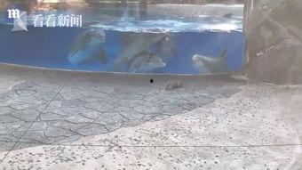 吃瓜群众觅食视频,跟随吃瓜群众探寻美食之旅