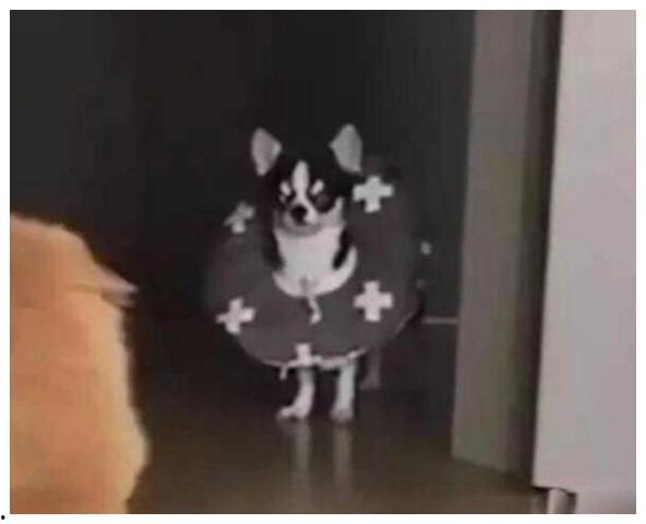 狗狗猫咪吃瓜群众,宠物界的趣味观察