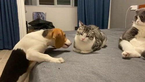 舔屏菜狗吃瓜群众视频