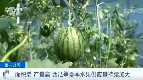 朝阳吃瓜群众吃西瓜,吃瓜群众畅享夏日西瓜盛宴